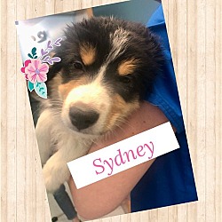 Photo of Sydney Puppy