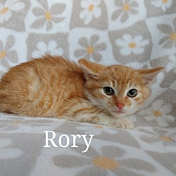Thumbnail photo of Rory #2