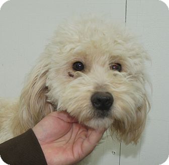 W. Warwick, RI - Goldendoodle. Meet GRACIE a Pet for Adoption.