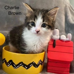 Thumbnail photo of Charlie Brown #3