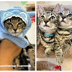 Thumbnail photo of Crunchwrap Supreme #1