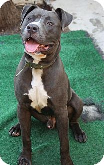 Phoenix, AZ - Pit Bull Terrier. Meet QT a Pet for Adoption.