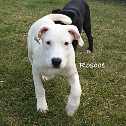 Thumbnail photo of Roscoe #3
