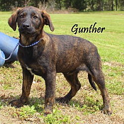 Thumbnail photo of Gunther~adopted! #2