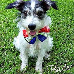 Photo of Baxter in Corsicana, TX