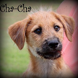 Thumbnail photo of ChaCha~adopted! #1