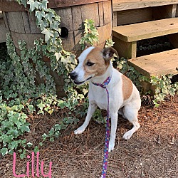 Thumbnail photo of Lilly #3