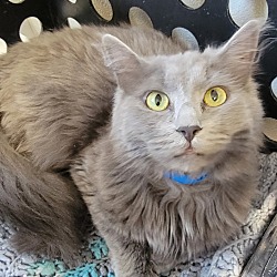 Photo of Orion