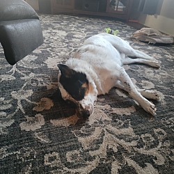 Photo of Ryder