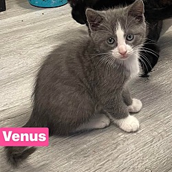 Thumbnail photo of Venus #2