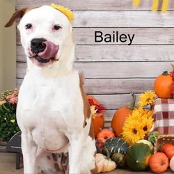Photo of Bailey