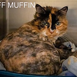 Photo of Fluff Muffin:  DLH (FCID# 03/03/2024 - 33)