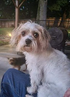 Norfolk, VA - Shih Tzu/Yorkie, Yorkshire Terrier. Meet Annabelle a Pet ...