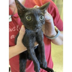 Thumbnail photo of Scarlet (Merritt Island Adoption Center) #2