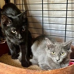 Thumbnail photo of Lennox (& Charley): adoption pending #1