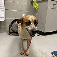 adopt-pet