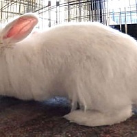 adopt-pet