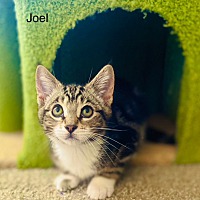 adopt a pet
