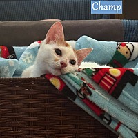 adopt a pet