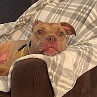 CARDI - Pit Bull Terrier available for adoption