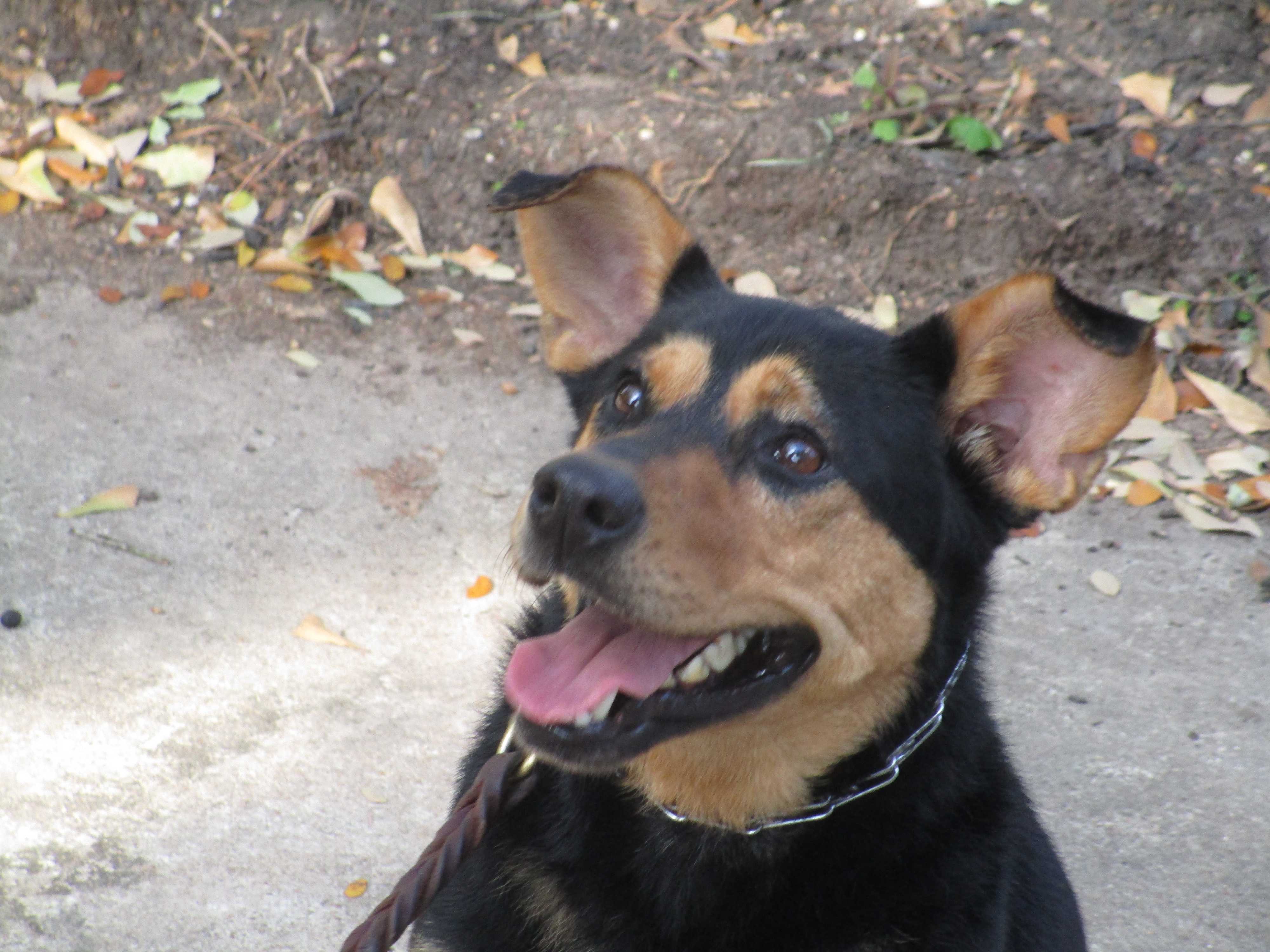 Vancouver Bc Shiba Inu Meet A Neely A Pet For Adoption