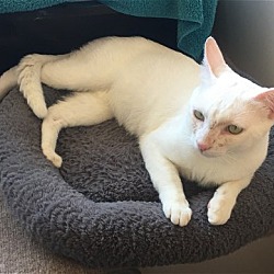Photo of Casper Very Playful