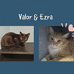 Photo of Ezra & Valor