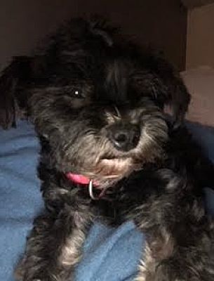 Brooklyn Center, MN - Cockapoo. Meet Heat a Pet for Adoption ...