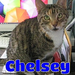 Thumbnail photo of #5286 Chelsey #1