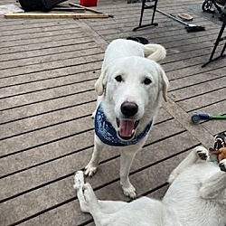 bonded pet photo