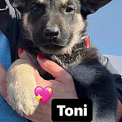 Thumbnail photo of Toni #4