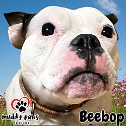 Thumbnail photo of BeeBop #1