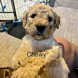 Thumbnail photo of Chewy #1