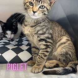 Photo of Piglet