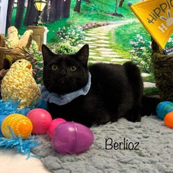 Thumbnail photo of Berlioz #1