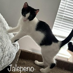 Thumbnail photo of Jalepeno #1