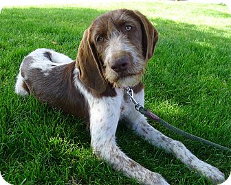 german wirehaired pointer california
