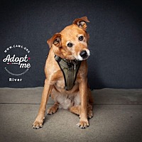 adopt a pet