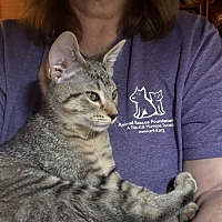 adopt-pet