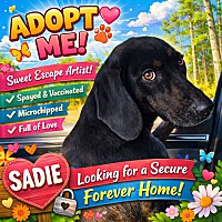 Sadie