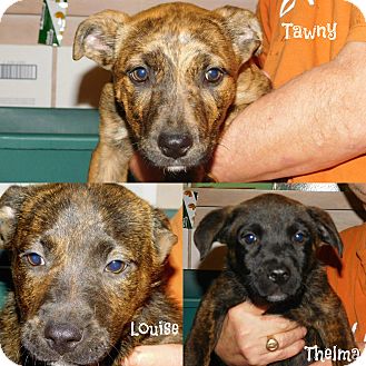 mountain cur terrier mix