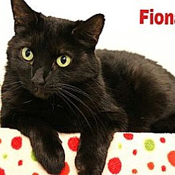 Thumbnail photo of Fiona  *Declawed* #1