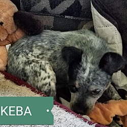 Thumbnail photo of Keba #2