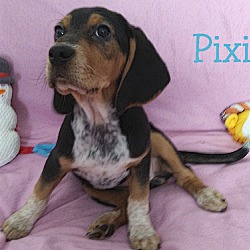 Thumbnail photo of PIXIE #3