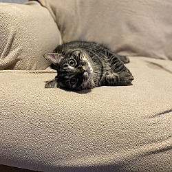 Thumbnail photo of Rocky #4