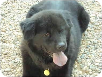 newfie chow mix