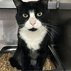 Photo of 15851- Panda-Available At Petsense
