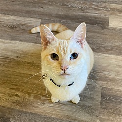 Photo of Toby