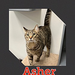 Photo of Asher