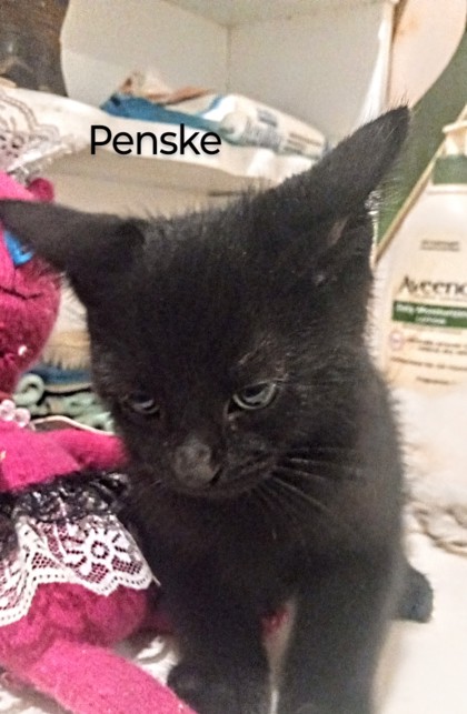Photo of Penske